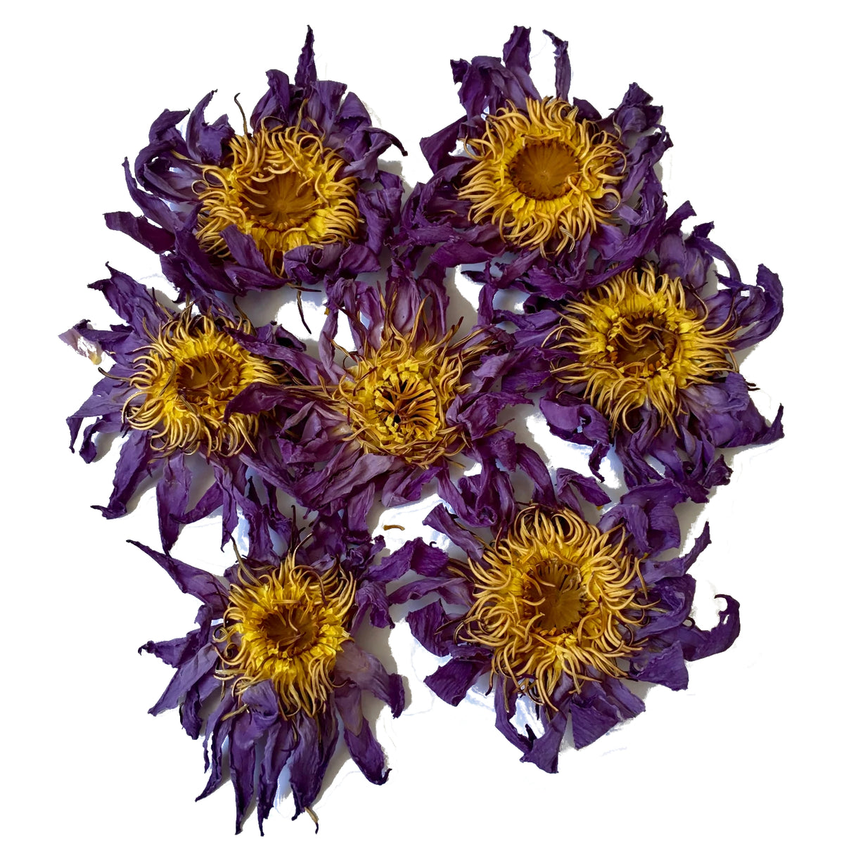 Blue lotus flowers — the single ingredient inside every box of Sotia