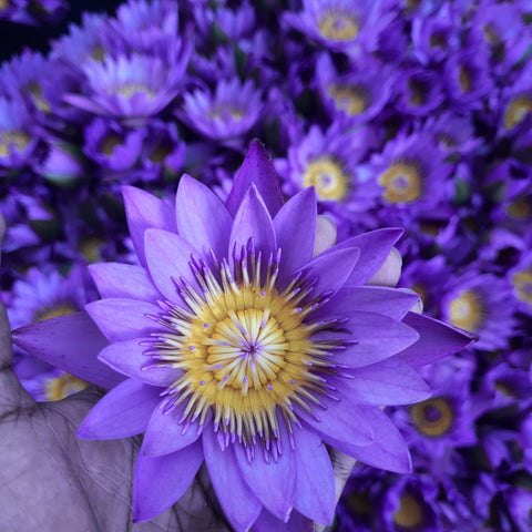 Organic dried blue lotus petals — the single ingredient in every box of Sotia